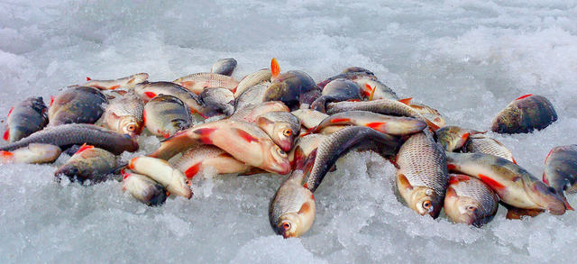 Süsswasserfische Delmeer